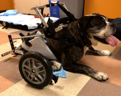 Canine Rehab - Bodie Legs
